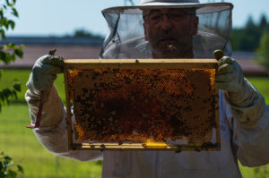 A beekeeping on the edge of the forest: everyday life of a beekeeper. The stick chisel with honeycomb lifter is one of the most needed tools in beekeeping. Beekeepers inspect the honeycomb. A beekeeping on the edge of the forest: everyday life of a beekeeper. The stick chisel with honeycomb lifter is one of the most needed tools in beekeeping. Beekeepers inspect the honeycomb.