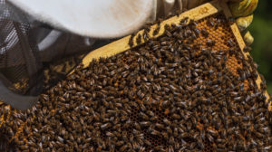 A beekeeping on the edge of the forest: everyday life of a beekeeper. Beekeepers inspect the honeycomb. A beekeeping on the edge of the forest: everyday life of a beekeeper. Beekeepers inspect the honeycomb.