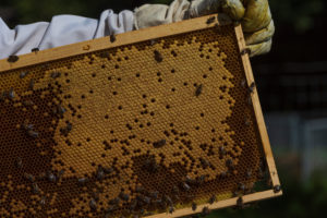 A beekeeping on the edge of the forest: everyday life of a beekeeper. Beekeepers inspect the honeycomb. A beekeeping on the edge of the forest: everyday life of a beekeeper. Beekeepers inspect the honeycomb.