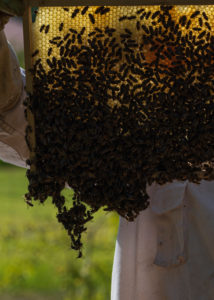 A beekeeping on the edge of the forest: everyday life of a beekeeper. Beekeepers inspect the honeycomb: here a bee cluster or building cluster. A beekeeping on the edge of the forest: everyday life of a beekeeper. Beekeepers inspect the honeycomb: here a bee cluster or building cluster.