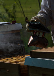 A beekeeping on the edge of the forest: everyday life of a beekeeper. The smoker is used to generate smoke in the apiary. The smoke calms the bees and makes the beekeeper's job easier. A beekeeping on the edge of the forest: everyday life of a beekeeper. The smoker is used to generate smoke in the apiary. The smoke calms the bees and makes the beekeeper's job easier.