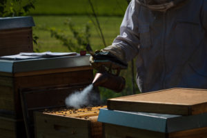 A beekeeping on the edge of the forest: everyday life of a beekeeper. The smoker is used to generate smoke in the apiary. The smoke calms the bees and makes the beekeeper's job easier. A beekeeping on the edge of the forest: everyday life of a beekeeper. The smoker is used to generate smoke in the apiary. The smoke calms the bees and makes the beekeeper's job easier.