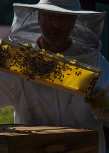 A beekeeping on the edge of the forest: everyday life of a beekeeper; Beekeepers inspect the honeycomb. A beekeeping on the edge of the forest: everyday life of a beekeeper; Beekeepers inspect the honeycomb.