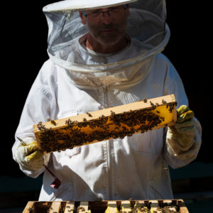 A beekeeping on the edge of the forest: everyday life of a beekeeper. The stick chisel with honeycomb lifter is one of the most needed tools in beekeeping. Beekeepers inspect the honeycomb. A beekeeping on the edge of the forest: everyday life of a beekeeper. The stick chisel with honeycomb lifter is one of the most needed tools in beekeeping. Beekeepers inspect the honeycomb.