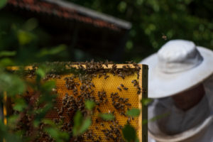 A beekeeping on the edge of the forest: everyday life of a beekeeper. Honeycomb; Beekeepers in the background. A beekeeping on the edge of the forest: everyday life of a beekeeper. Honeycomb; Beekeepers in the background.