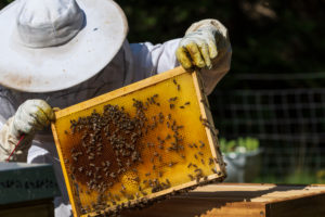 A beekeeping on the edge of the forest: everyday life of a beekeeper. Beekeepers inspect the honeycomb. A beekeeping on the edge of the forest: everyday life of a beekeeper. Beekeepers inspect the honeycomb.