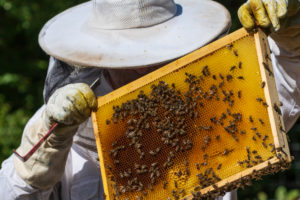 A beekeeping on the edge of the forest: everyday life of a beekeeper. The stick chisel with honeycomb lifter is one of the most needed tools in beekeeping. Beekeepers inspect the honeycomb. A beekeeping on the edge of the forest: everyday life of a beekeeper. The stick chisel with honeycomb lifter is one of the most needed tools in beekeeping. Beekeepers inspect the honeycomb.