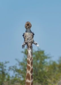 A jeep tour through Namibia, giraffe in Etosha National Park, funny animal portrait, underside of the head visible A jeep tour through Namibia, giraffe in Etosha National Park, funny animal portrait, underside of the head visible