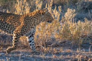 A jeep tour through Namibia, leopard in Etosha National Park. A jeep tour through Namibia, leopard in Etosha National Park.