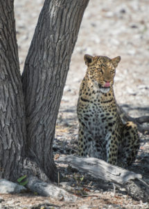 Eine Jeep-Tour durch Namibia, Leopard im Etoscha Nationalpark im Schatten eines Baumes. Eine Jeep-Tour durch Namibia, Leopard im Etoscha Nationalpark im Schatten eines Baumes.