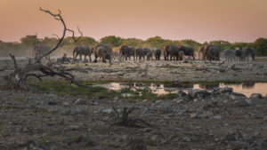 Elephants in Etosha at a water hole at sunset Elephants in Etosha at a water hole at sunset