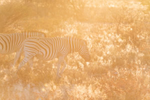 A jeep tour through Namibia, zebras in the first, early sunlight in the Etosha National Park A jeep tour through Namibia, zebras in the first, early sunlight in the Etosha National Park