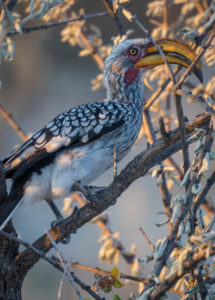 A jeep tour through Namibia, yellow-beaked Toko in a bush, also known as the Flying Banana. A jeep tour through Namibia, yellow-beaked Toko in a bush, also known as the Flying Banana.