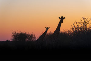 A jeep tour through Namibia, giraffes in Etosha National Park at sunrise, silhouettes A jeep tour through Namibia, giraffes in Etosha National Park at sunrise, silhouettes