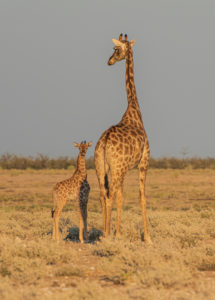 A jeep tour through Namibia, giraffes in the Etosha National Park. Giraffe with her calf in the warm afternoon light A jeep tour through Namibia, giraffes in the Etosha National Park. Giraffe with her calf in the warm afternoon light