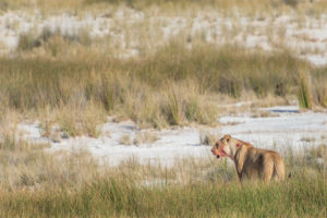 A jeep tour through Namibia, lioness calls her pups to eat a killer animal A jeep tour through Namibia, lioness calls her pups to eat a killer animal
