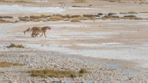 A jeep tour through Namibia, lioness has brought her pups to eat a torn animal A jeep tour through Namibia, lioness has brought her pups to eat a torn animal