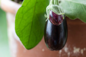 Harvesting aubergines and cooking them vegetarian: healthy and sustainable nutrition from your own garden. Two eggplants, pot culture Harvesting aubergines and cooking them vegetarian: healthy and sustainable nutrition from your own garden. Two eggplants, pot culture