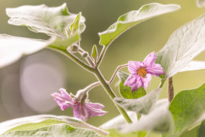 Harvesting aubergines and cooking them vegetarian: healthy and sustainable nutrition from your own garden. Two eggplant flowers. Harvesting aubergines and cooking them vegetarian: healthy and sustainable nutrition from your own garden. Two eggplant flowers.
