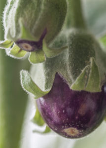 Harvesting aubergines and cooking them vegetarian: healthy and sustainable nutrition from your own garden. Two eggplants at an early stage, not yet ripe. Harvesting aubergines and cooking them vegetarian: healthy and sustainable nutrition from your own garden. Two eggplants at an early stage, not yet ripe.