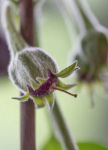 Harvesting aubergines and cooking them vegetarian: healthy and sustainable nutrition from your own garden. Eggplant at an early stage Harvesting aubergines and cooking them vegetarian: healthy and sustainable nutrition from your own garden. Eggplant at an early stage