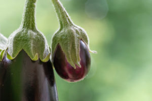 Harvesting aubergines and cooking them vegetarian: healthy and sustainable nutrition from your own garden. Two eggplants, close-up. Harvesting aubergines and cooking them vegetarian: healthy and sustainable nutrition from your own garden. Two eggplants, close-up.