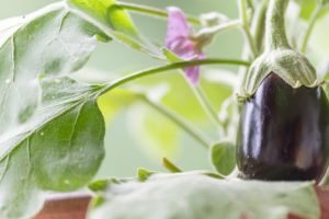 Harvesting aubergines and cooking them vegetarian: healthy and sustainable nutrition from your own garden. Eggplant as a balcony plant in a terracotta pot. Harvesting aubergines and cooking them vegetarian: healthy and sustainable nutrition from your own garden. Eggplant as a balcony plant in a terracotta pot.