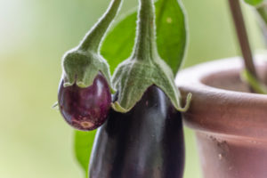 Harvesting aubergines and cooking them vegetarian: healthy and sustainable nutrition from your own garden. Eggplant as a balcony plant in a terracotta pot. Harvesting aubergines and cooking them vegetarian: healthy and sustainable nutrition from your own garden. Eggplant as a balcony plant in a terracotta pot.