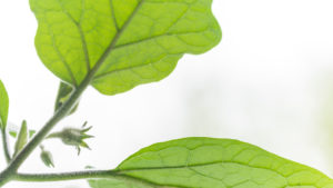 Auberginen ernten und vegetarisch kochen: gesunde und nachhaltige Ernährung aus dem eigenen Garten. Auberginenpflanze im Gegenlicht; high-key Aufnahme. Auberginen ernten und vegetarisch kochen: gesunde und nachhaltige Ernährung aus dem eigenen Garten. Auberginenpflanze im Gegenlicht; high-key Aufnahme.