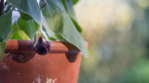 Harvesting aubergines and cooking them vegetarian: healthy and sustainable nutrition from your own garden. Eggplant plant in the pot Harvesting aubergines and cooking them vegetarian: healthy and sustainable nutrition from your own garden. Eggplant plant in the pot