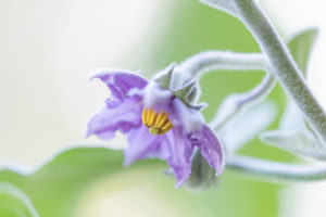 Harvesting aubergines and cooking them vegetarian: healthy and sustainable nutrition from your own garden. Eggplant blossom. Harvesting aubergines and cooking them vegetarian: healthy and sustainable nutrition from your own garden. Eggplant blossom.