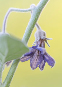 Harvesting aubergines and cooking them vegetarian: healthy and sustainable nutrition from your own garden. Eggplant blossom, faded. Harvesting aubergines and cooking them vegetarian: healthy and sustainable nutrition from your own garden. Eggplant blossom, faded.