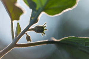 Auberginen ernten und vegetarisch kochen: gesunde und nachhaltige Ernährung aus dem eigenen Garten. Auberginenblüte im Anfangsstadium im Gegenlicht Auberginen ernten und vegetarisch kochen: gesunde und nachhaltige Ernährung aus dem eigenen Garten. Auberginenblüte im Anfangsstadium im Gegenlicht