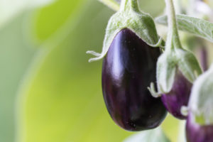 Harvesting aubergines and cooking them vegetarian: healthy and sustainable nutrition from your own garden. Three eggplants, close-up. Harvesting aubergines and cooking them vegetarian: healthy and sustainable nutrition from your own garden. Three eggplants, close-up.