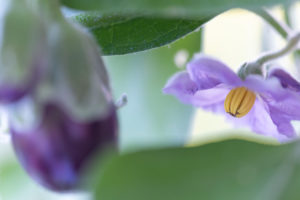 Harvesting aubergines and cooking them vegetarian: healthy and sustainable nutrition from your own garden. Focus on eggplant blossom; Eggplant out of focus in the foreground. Harvesting aubergines and cooking them vegetarian: healthy and sustainable nutrition from your own garden. Focus on eggplant blossom; Eggplant out of focus in the foreground.