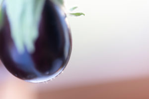 Harvesting aubergines and cooking them vegetarian: healthy and sustainable nutrition from your own garden. Close up. Harvesting aubergines and cooking them vegetarian: healthy and sustainable nutrition from your own garden. Close up.
