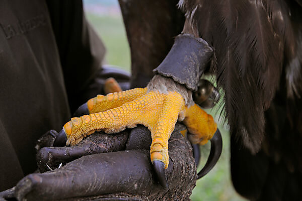 Eagle claws with jesses on falconer's glove, close-up Eagle claws with jesses on falconer's glove, close-up