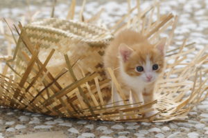 Red-white kitten with straw hat on terrace Red-white kitten with straw hat on terrace