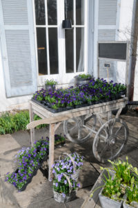 Flowerpots on old wooden carriage, outdoors, Flowerpots on old wooden carriage, outdoors,