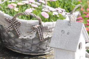 White nesting box and daisy in the basket, Bellis perennis White nesting box and daisy in the basket, Bellis perennis