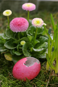 daisy, Bellis perennis, with Easter egg, daisy, Bellis perennis, with Easter egg,