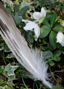 Eagle feather on evergreen plants in front of white Christmas rose and ivy Eagle feather on evergreen plants in front of white Christmas rose and ivy