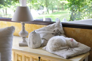 White long-haired cat sleeping on cushion at the window White long-haired cat sleeping on cushion at the window