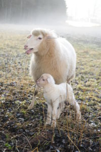 Ewe close lamb on meadow in the morning haze Ewe close lamb on meadow in the morning haze