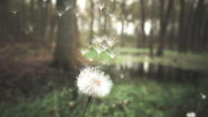 Seed of a blowball, close up, Taraxacum Seed of a blowball, close up, Taraxacum