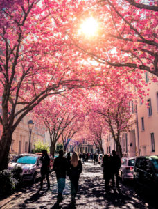 Blossoming Japanese cherry trees, Heerstrasse, Bonn, North Rhine-Westphalia, Germany Blossoming Japanese cherry trees, Heerstrasse, Bonn, North Rhine-Westphalia, Germany