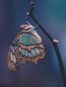 Colourful butterfly, close up Colourful butterfly, close up