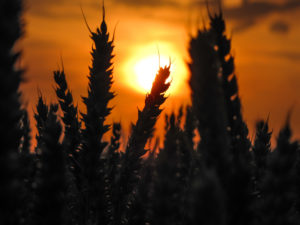 A grain field in the sundown, close up A grain field in the sundown, close up