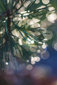 Dew at fir needles, close up Dew at fir needles, close up