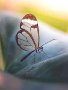 A transparent butterfly, close up A transparent butterfly, close up